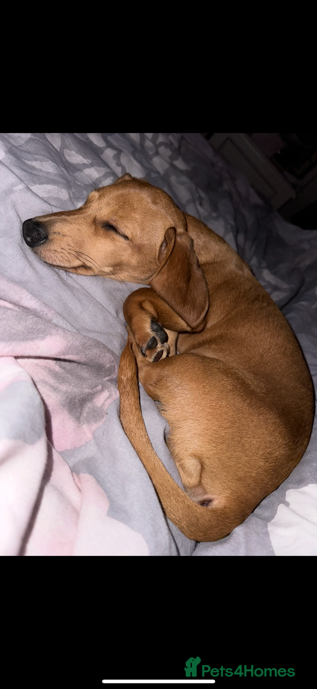 Miniature Dachshund dogs for sale: Tan miniature Dachshund Arlo   - Advert 2