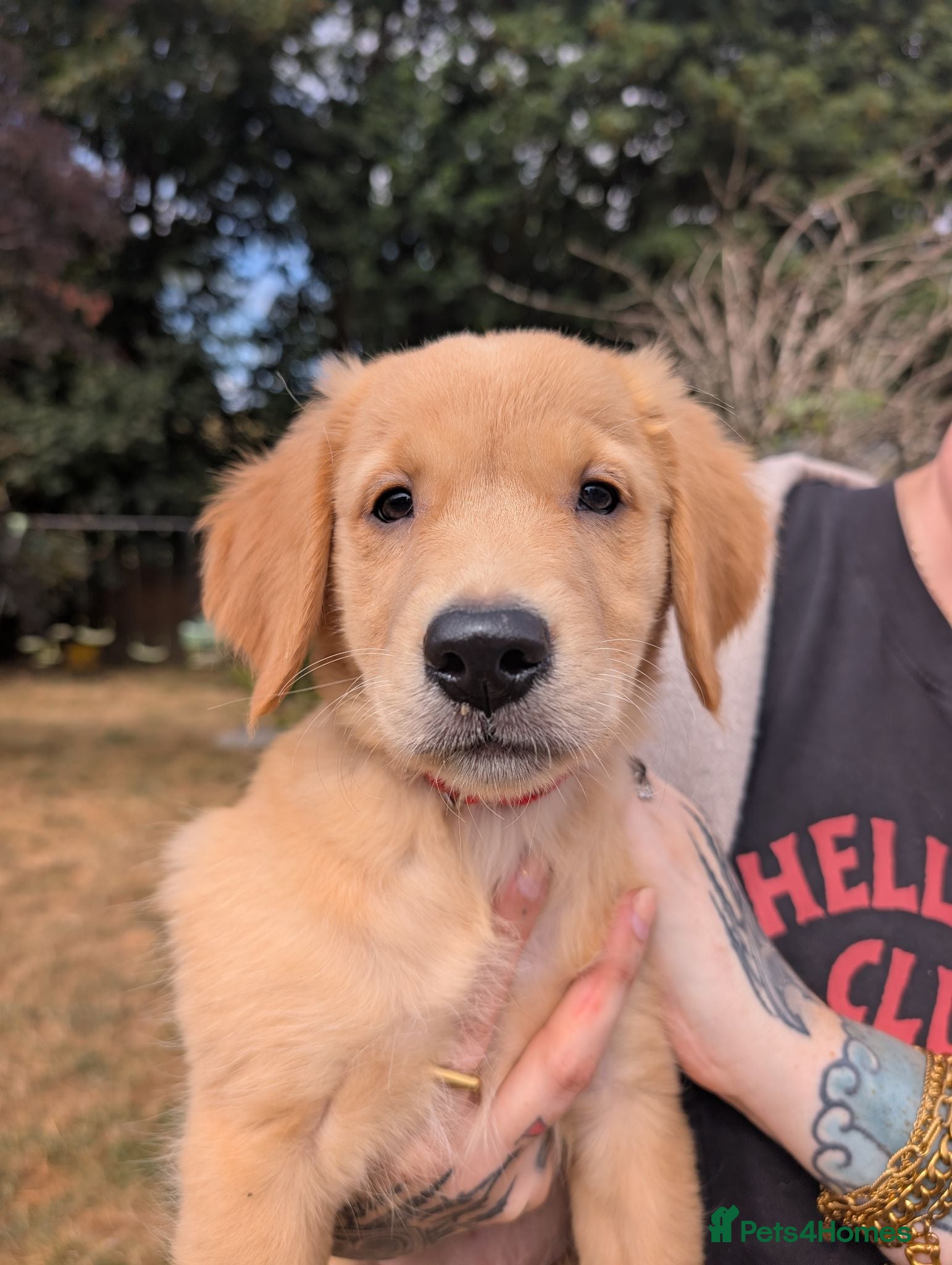 Golden Retriever dogs Beautiful KC registered Golden Retriever puppies  - Advert 1