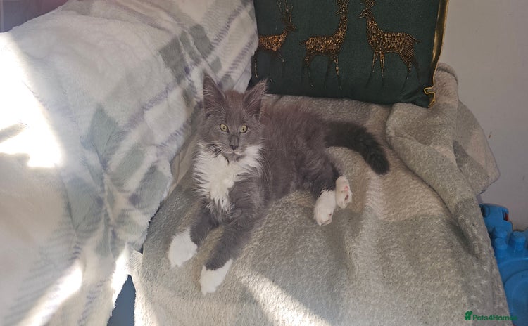 Maine Coon cats - Advert 13