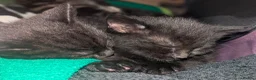 Mixed Breed cats for sale: 4 Beautiful kittens looking forever homes - Advert 4