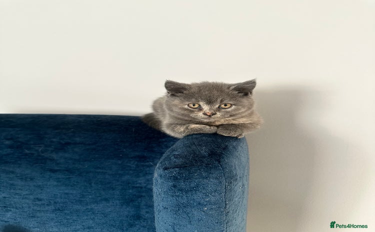 British Shorthair cats - Advert 6