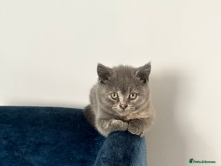 British Shorthair cats - Advert 1