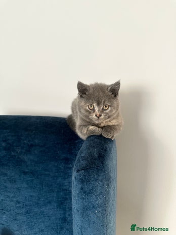 British Shorthair cats - Advert 2