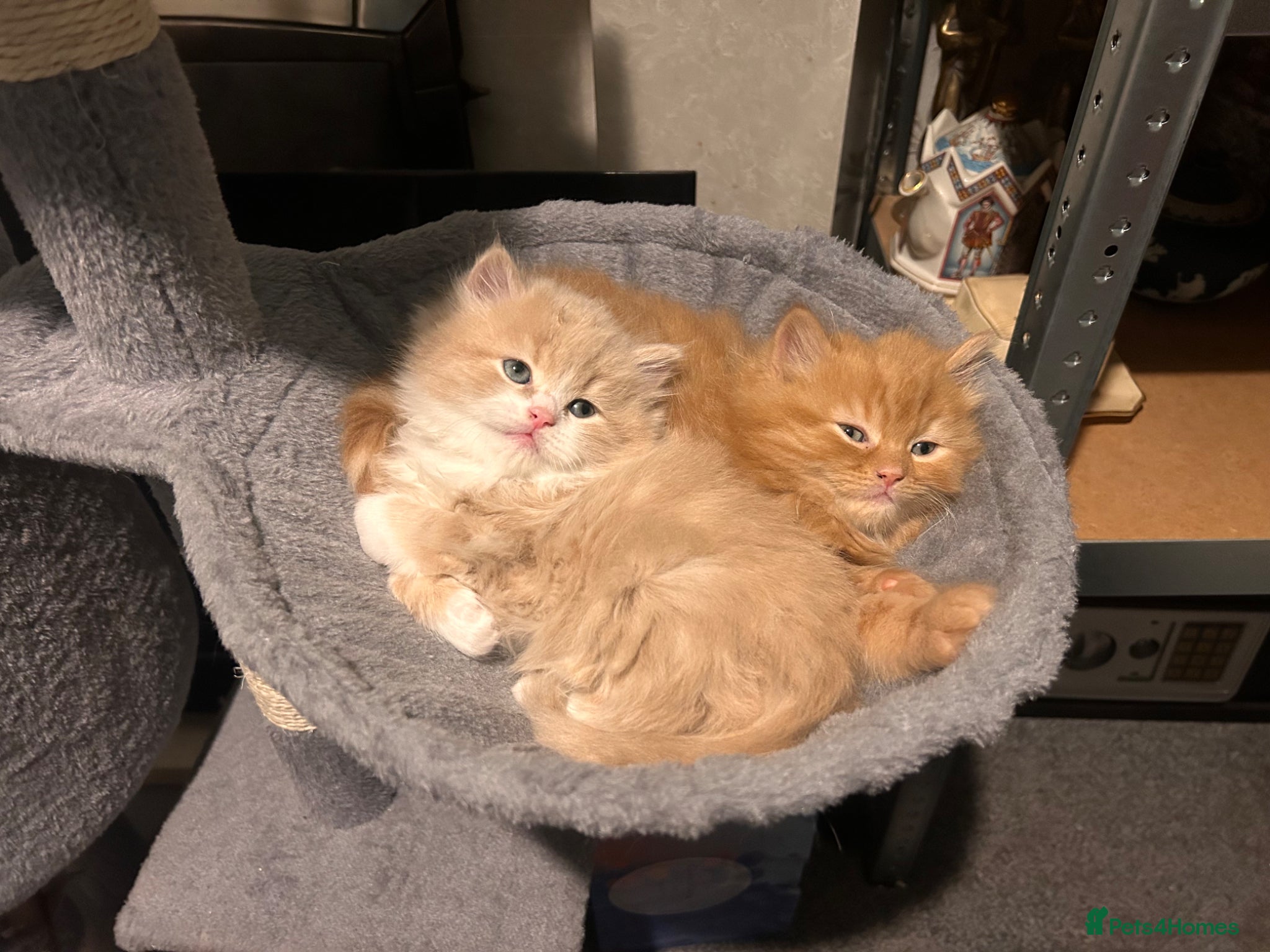 Mixed Breed cats Persian X Kittens Ready to Leave Now :) - Advert 2