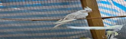Cockatiels birds for sale: Beautiful Young Cockatiels Ready for Loving Homes - Advert 8
