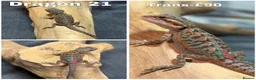 Bearded Dragon reptiles for sale: Bearded Dragons Ready To Reserve - Advert 21