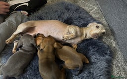 Miniature Dachshund dogs for sale: Miniature Dachshund Puppies 🐾 - Image 2