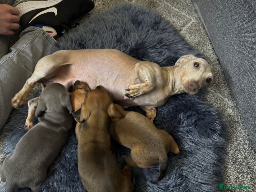 Miniature Dachshund dogs for sale: Miniature Dachshund Puppies 🐾 - Image 2