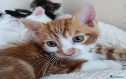 European cats for sale: Lovely kittens looking a new house - Image 4