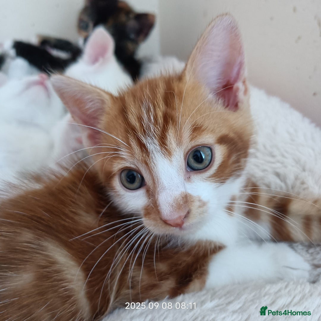 European cats for sale: Lovely kittens looking a new house - Image 4