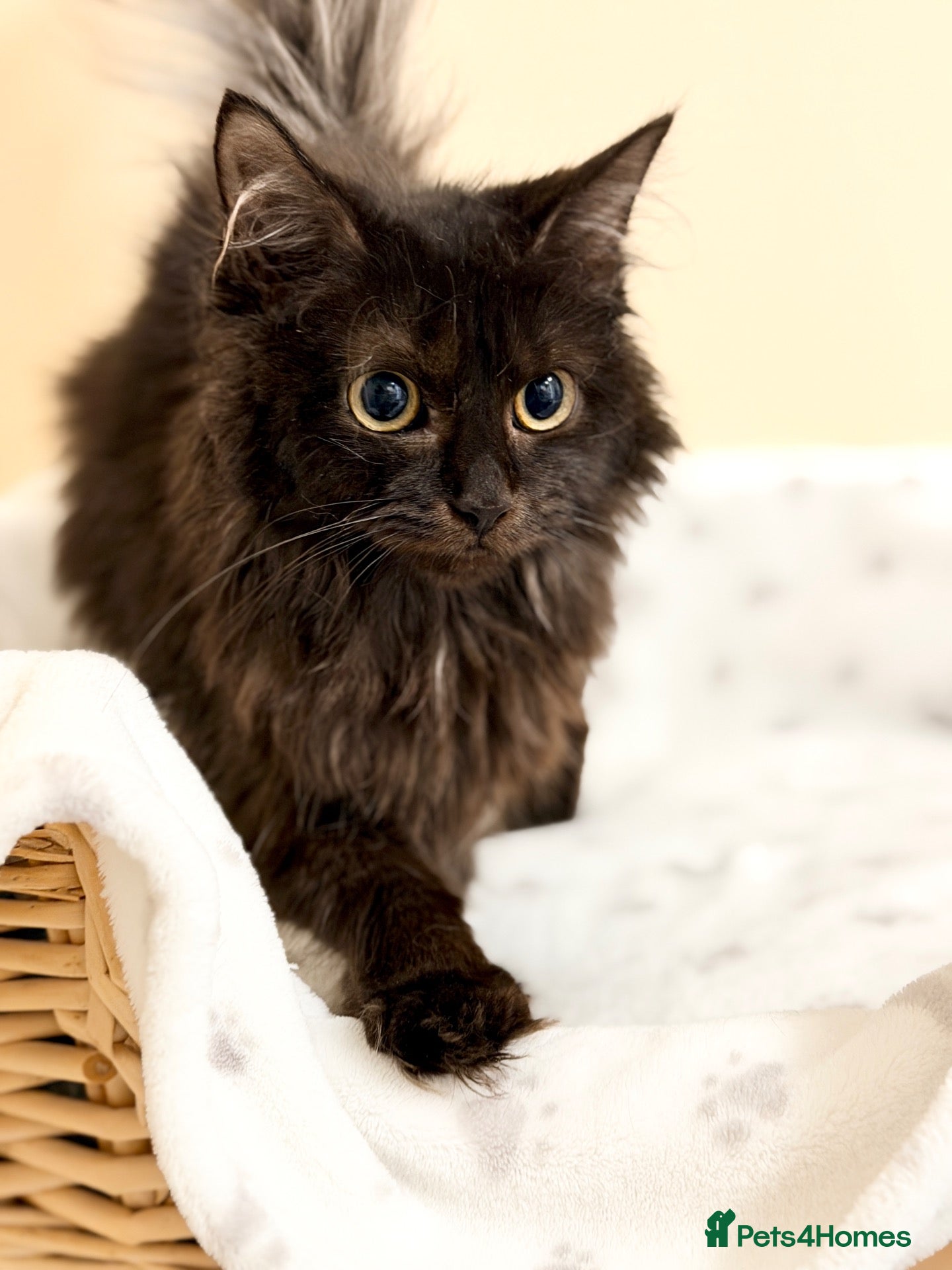 Mixed Breed cats MAINE COON X RAGDOLL ‘’Ragcoon’’ CHOCOLATE SMOKEY - Advert 5