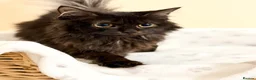 Mixed Breed cats for sale: MAINE COON X RAGDOLL ‘’Ragcoon’’ CHOCOLATE SMOKEY - Advert 1