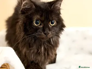 Mixed Breed cats MAINE COON X RAGDOLL ‘’Ragcoon’’ CHOCOLATE SMOKEY - Advert 4