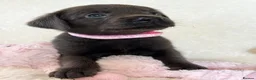 Labrador Retriever dogs for sale: Health Tested KC Registered Labrador Pups - Advert 11