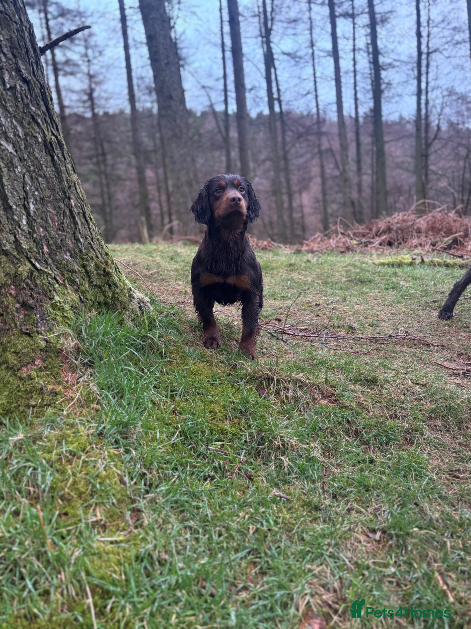 Cocker Spaniel dogs KC Choc & Tan Working Cocker. Health Tested!  - Advert 1