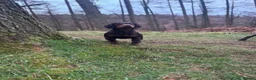 Cocker Spaniel dogs for stud: KC Choc & Tan Working Cocker. Health Tested!  - Advert 3