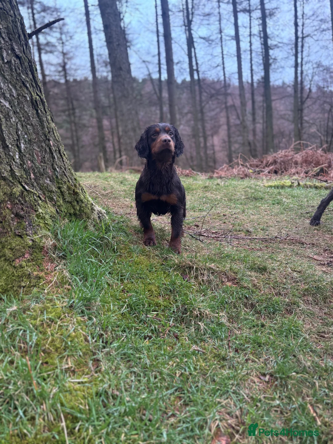 Cocker Spaniel dogs for stud: KC Choc & Tan Working Cocker. Health Tested!  - Advert 1