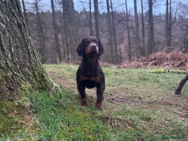 Cocker Spaniel dogs for stud: KC Choc & Tan Working Cocker. Health Tested! - Advert 1