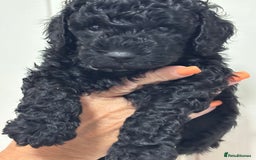 Cavapoo dogs for sale: ❤️ F1B CAVAPOOS 5* health checked ❤️ - Image 20