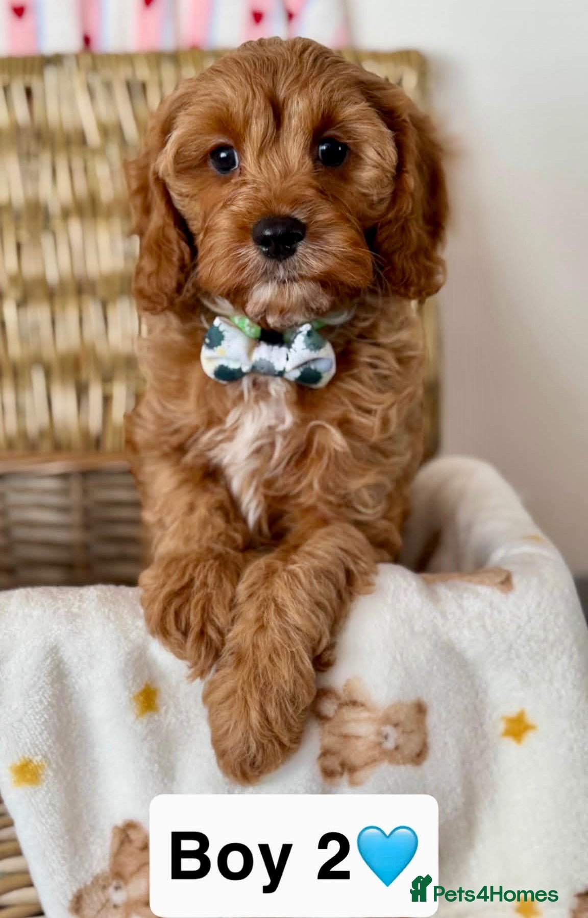 Cavapoo dogs Stunning quality cavapoo pups - Advert 2