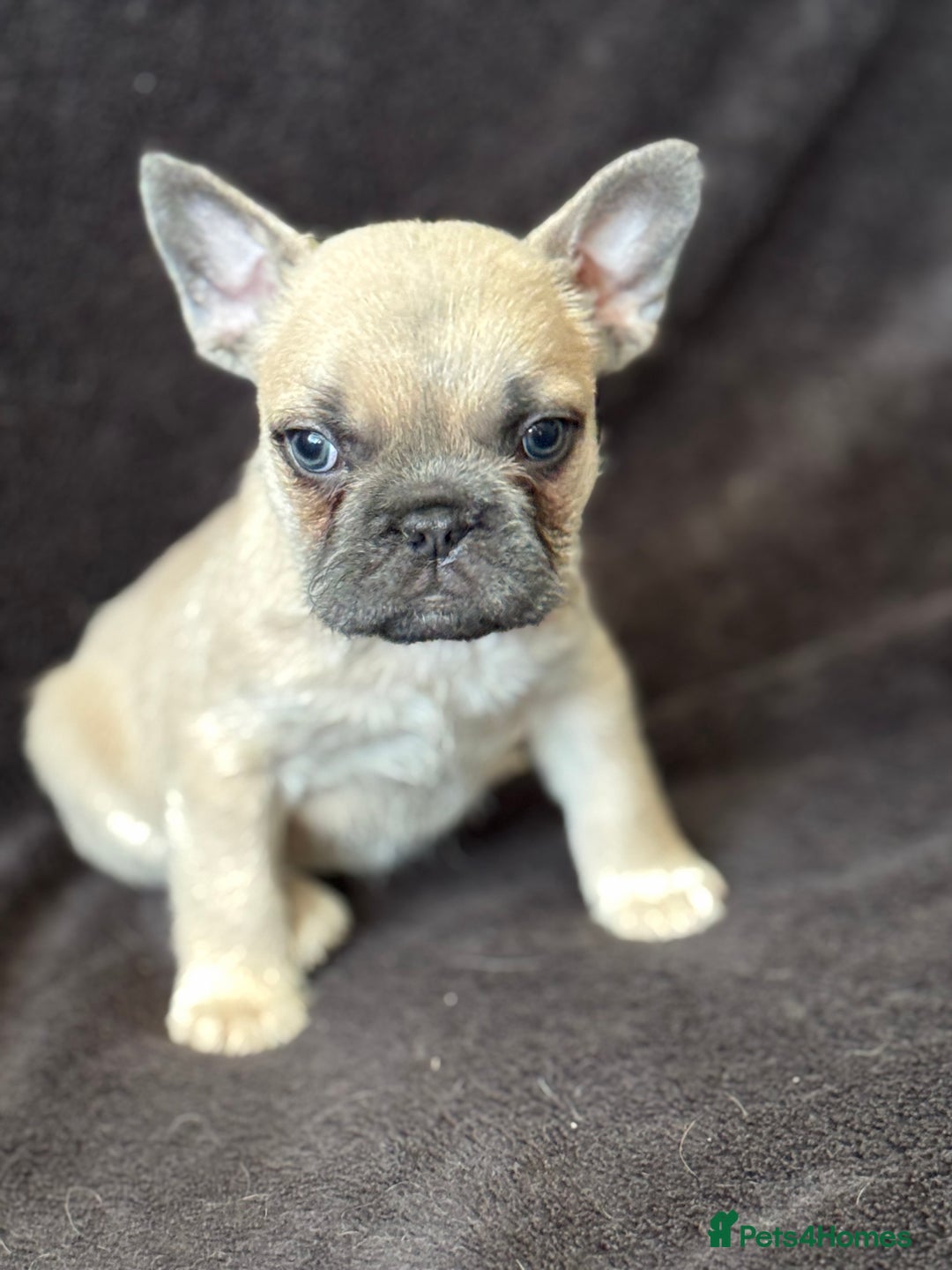 French Bulldog dogs for sale: French bulldog puppy  - Advert 3