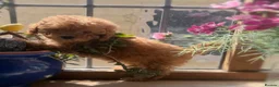 Toy Poodle dogs for sale: Stunning health tested toy poodle puppies  - Advert 8