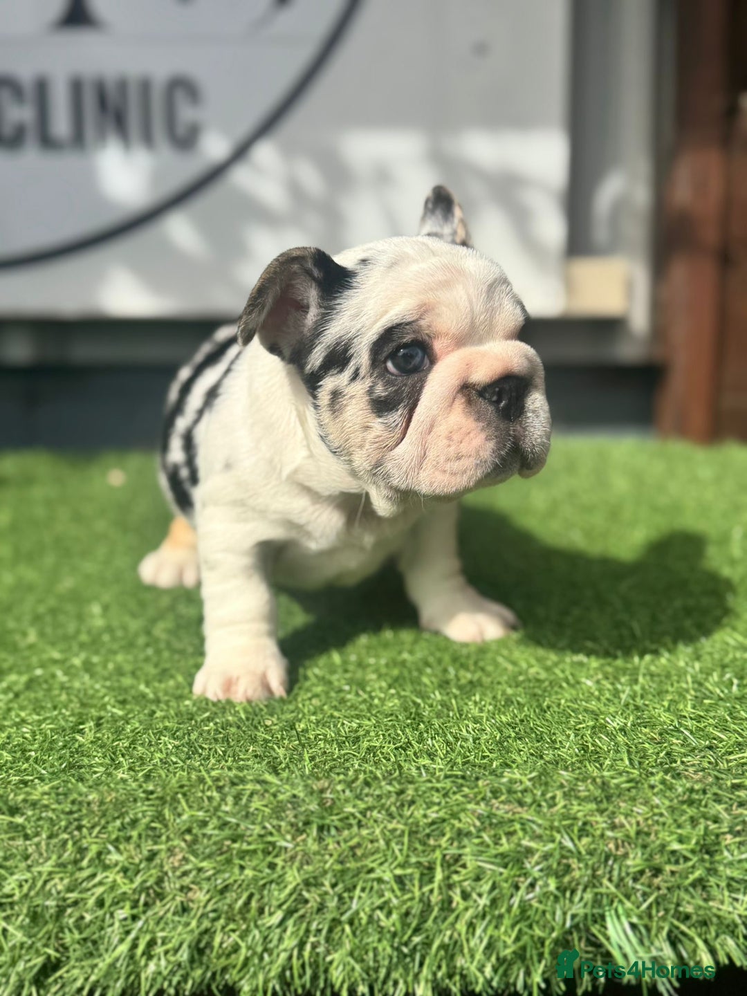 French Bulldog dogs for sale: Beautiful boys excellent quality - Image 14