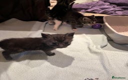 Mixed Breed cats for sale: Mixed Breed Kittens 🐈‍⬛ 🐾  - Image 11