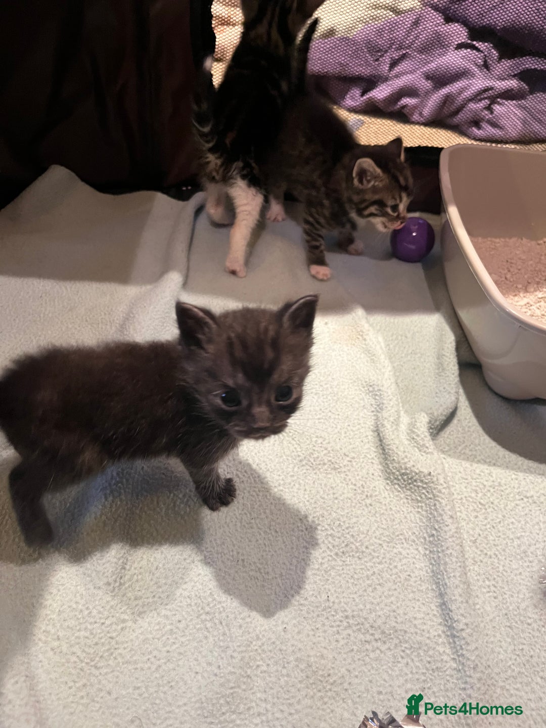 Mixed Breed cats for sale: Mixed Breed Kittens 🐈‍⬛ 🐾  - Image 11