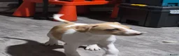 Lurcher dogs for sale: Beautiful Lurcher Litter - Advert 12