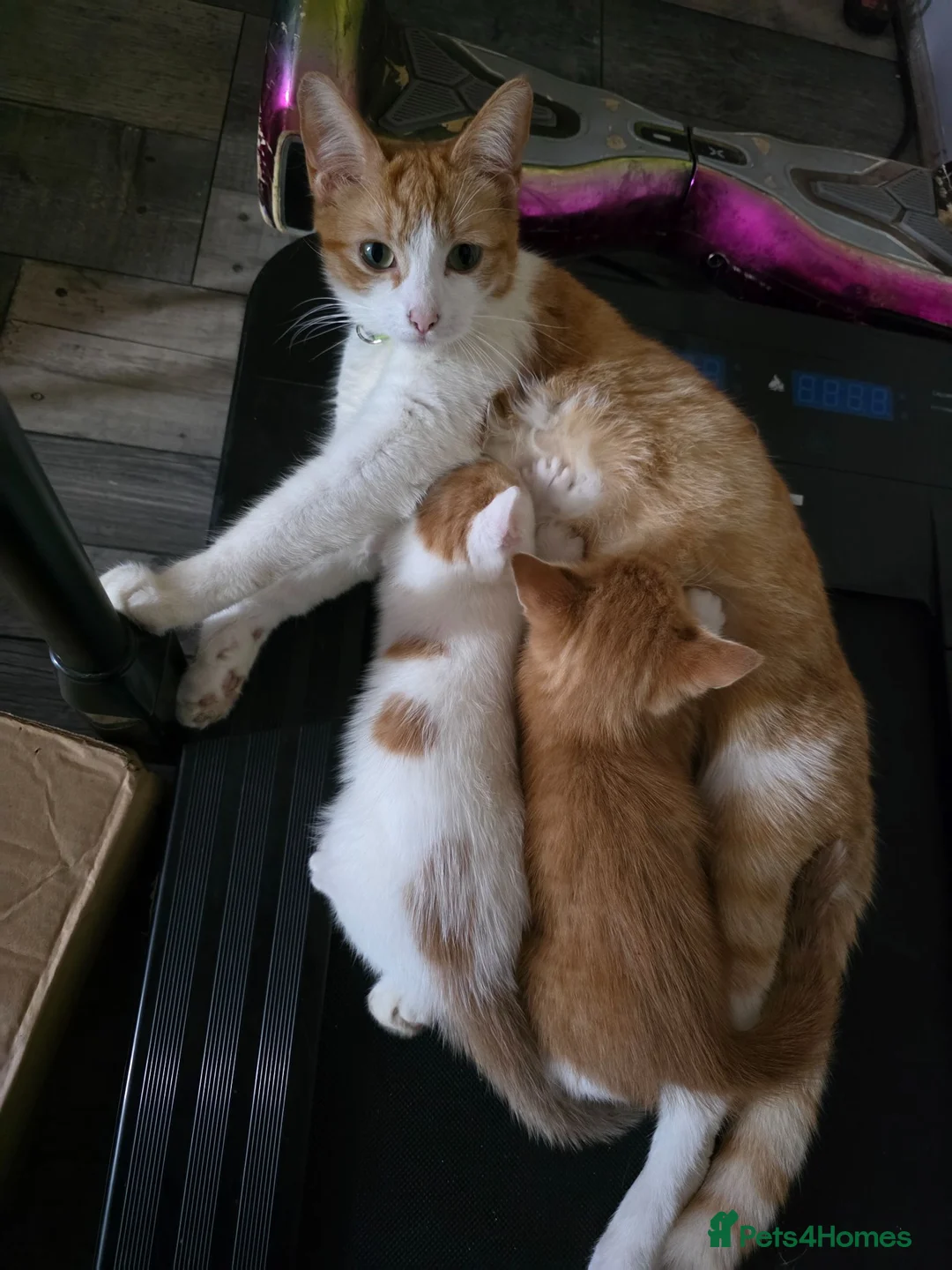 Mixed Breed cats for sale: Kittens looking for new home in Leigh - Advert 1