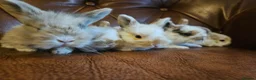 Mixed Breed rabbits for sale: Tri coloured lion heads - Advert 4