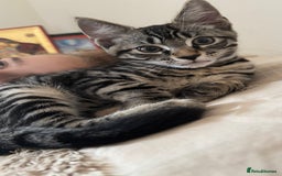 British Shorthair cats for sale: 🐾 Adorable Kittens Looking for  Home! 🐾 - Image 16