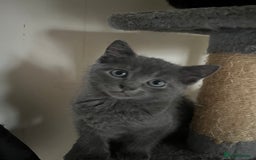 Mixed Breed cats for sale: Beautiful 1/2 Russian blue kittens  - Image 2