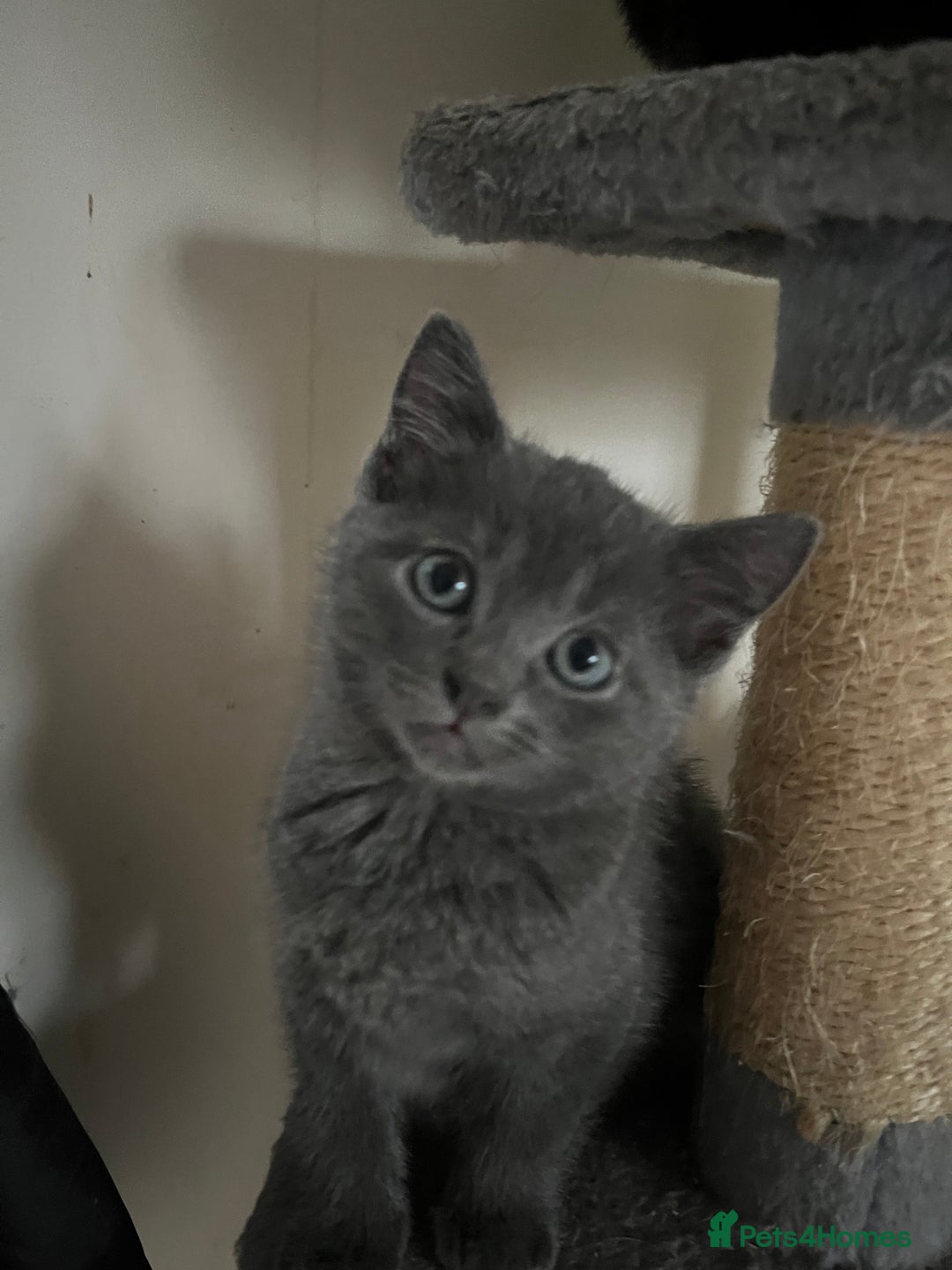 Mixed Breed cats for sale: Beautiful 1/2 Russian blue kittens  - Image 2