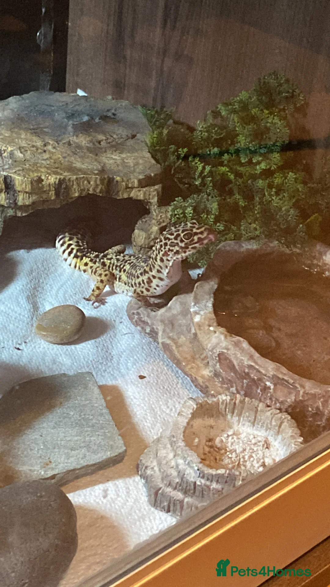 Leopard Gecko reptiles for sale: Leopard gecko - Advert 5