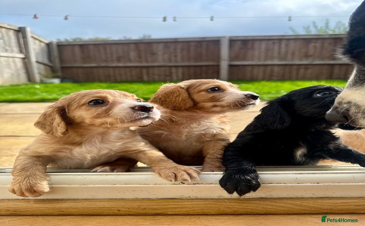 Cocker Spaniel dogs - Advert 1