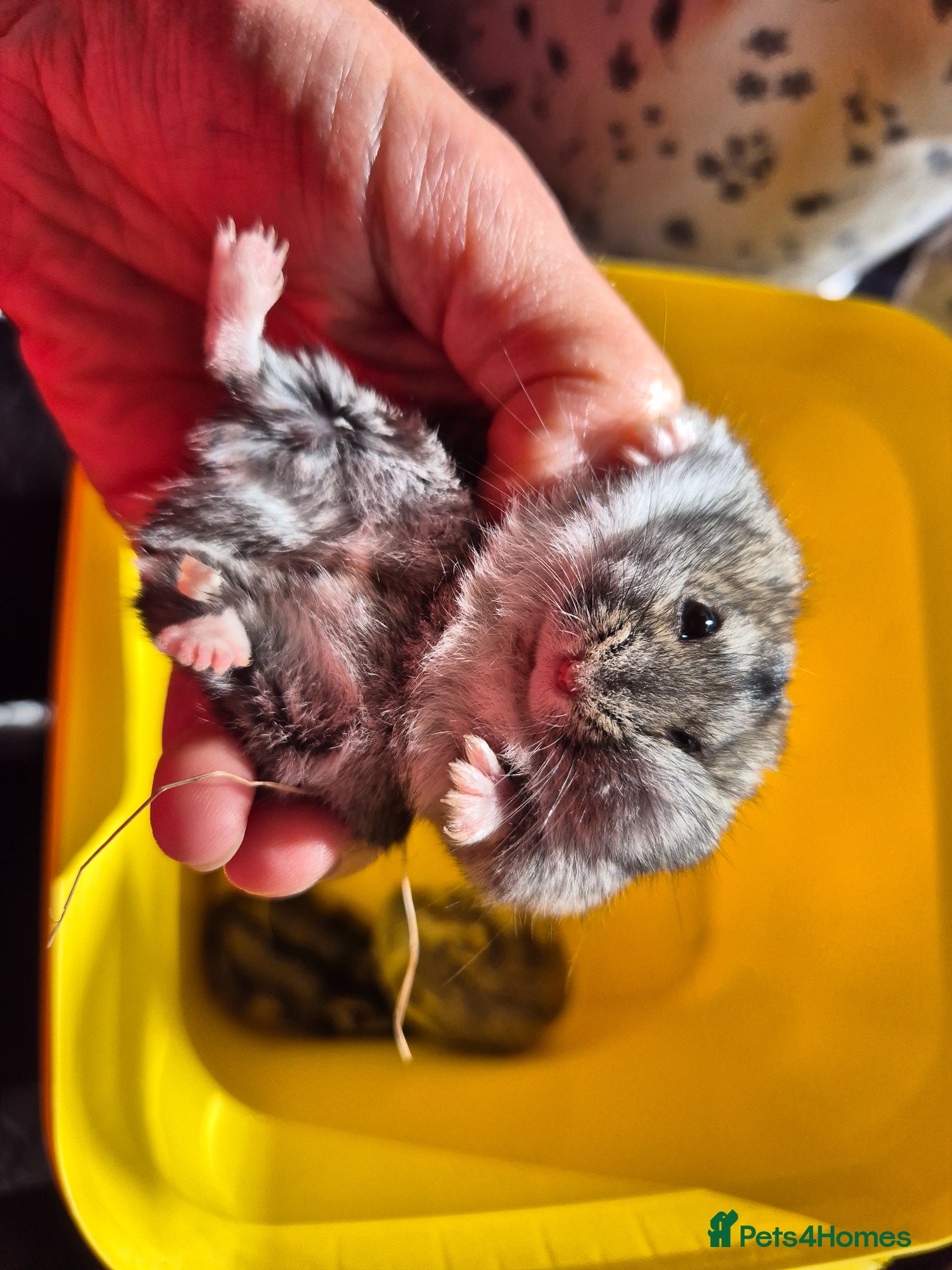 Hamster rodents for sale: Pedigree dwarf baby hamsters - Advert 4