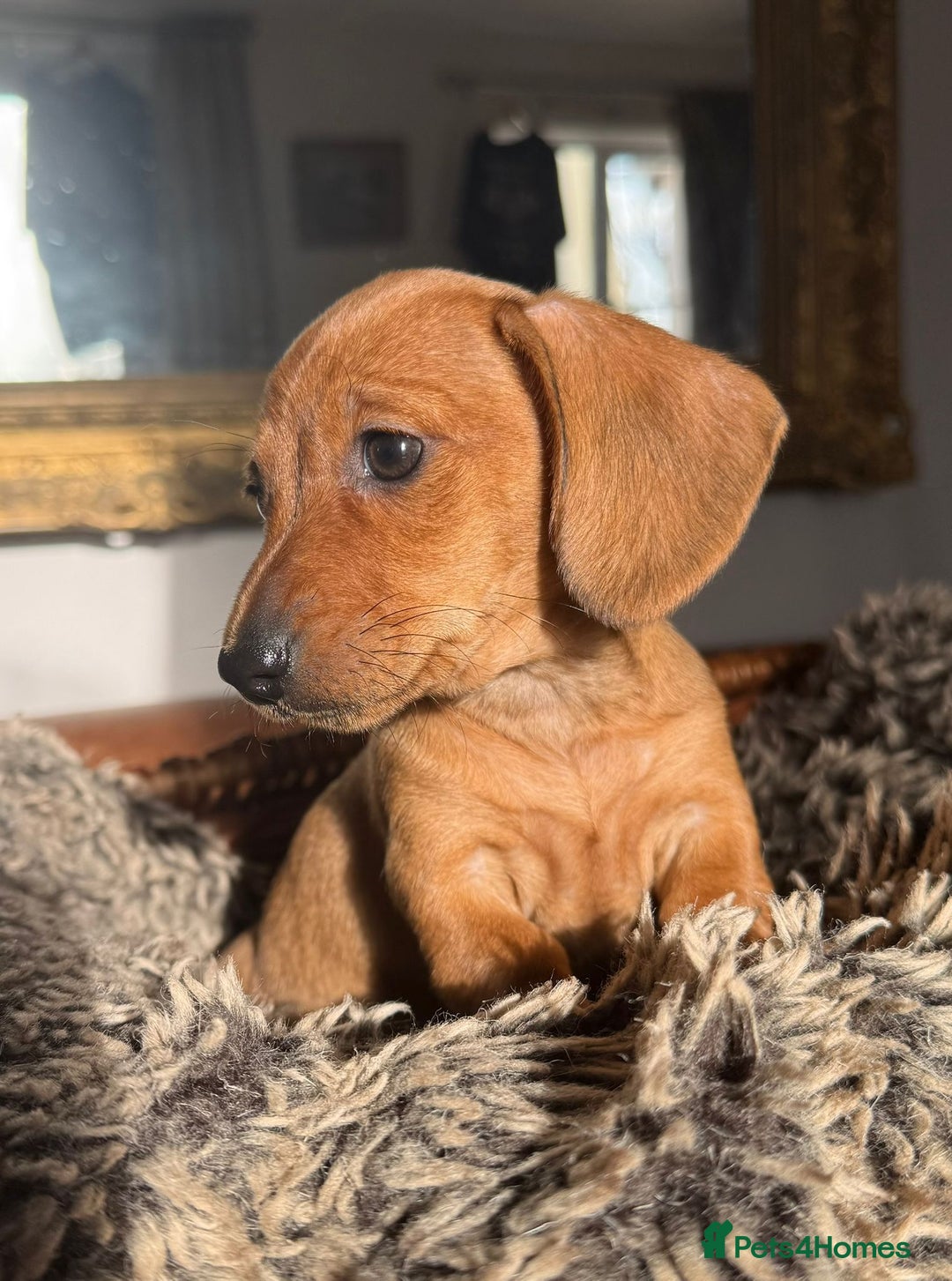 Miniature Dachshund dogs for sale: Beautiful Miniature Smooth Dachshunds  - Advert 14