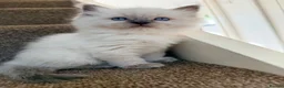 Ragdoll cats for sale: Ragdoll  in Peterborough - Advert 13
