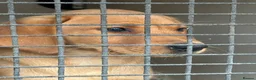 Labrador Retriever dogs for sale: Puppy for sale - Advert 3