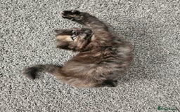 Scottish Fold cats for sale: Adorable Scottish fold Straight Ears Kittens  - Image 36