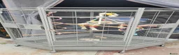 Parrots birds for sale: Caique in Middlesbrough - Advert 3