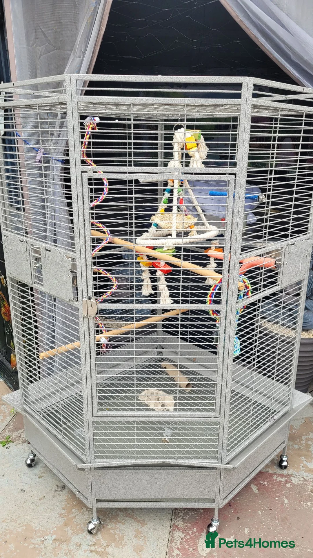 Parrots birds for sale: Caique in Middlesbrough - Advert 3