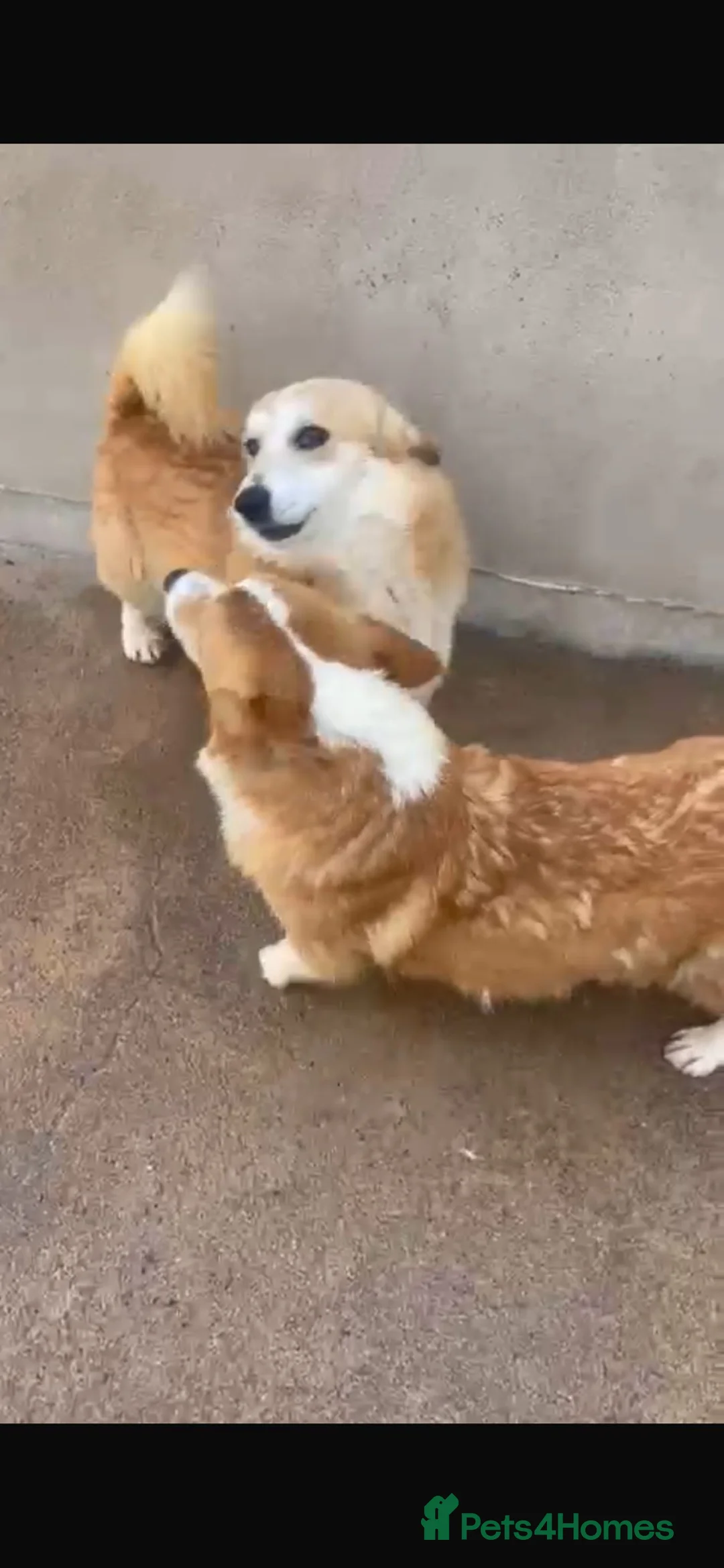 Welsh Corgi Pembroke dogs for sale: 2 kc registered corgis  - Advert 2