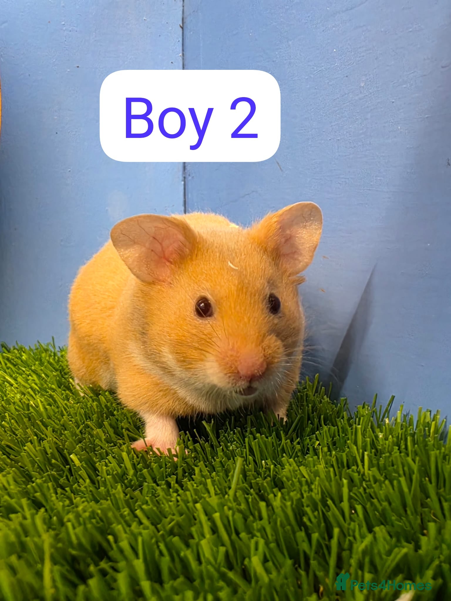 Hamster rodents Baby Syrian Hamsters Males Boys Pedigree  - Advert 1