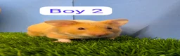 Hamster rodents for sale: Baby Syrian Hamsters Males Boys Pedigree  - Advert 1