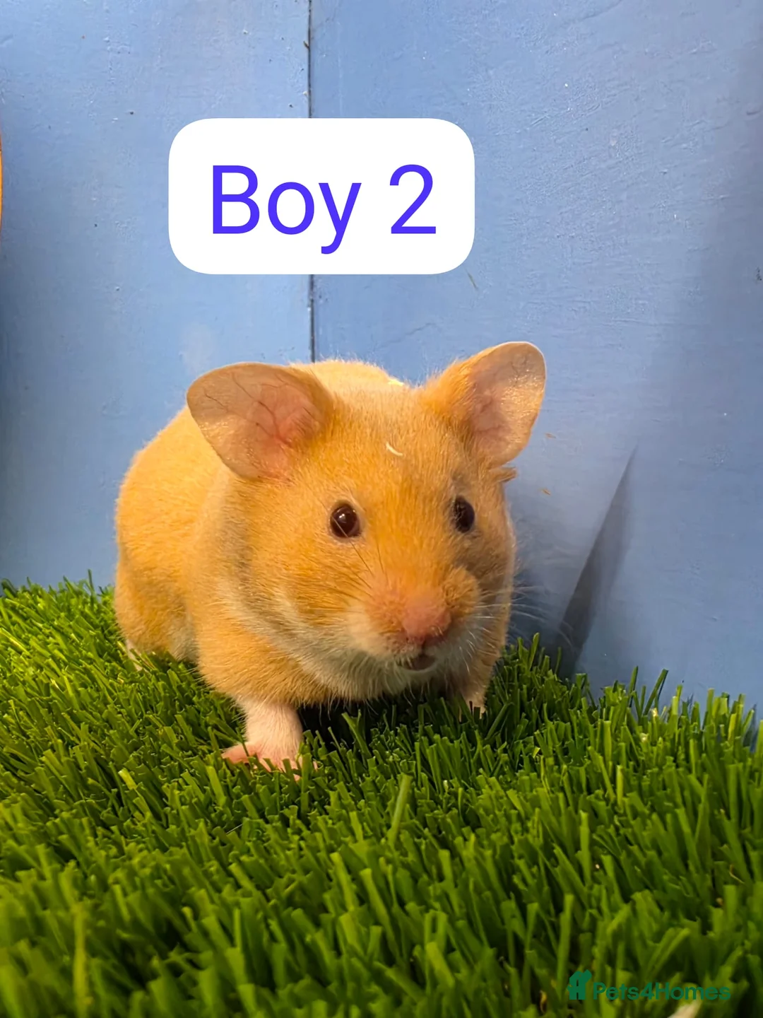 Hamster rodents for sale: Baby Syrian Hamsters Males Boys Pedigree  - Advert 1