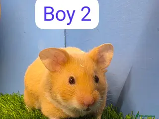 Hamster rodents for sale: Baby Syrian Hamsters Males Boys Pedigree - Advert 2