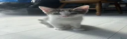 Manx cats for sale: 3 Adorable Kittens Looking for Loving Homes in Birmingham - Advert 7